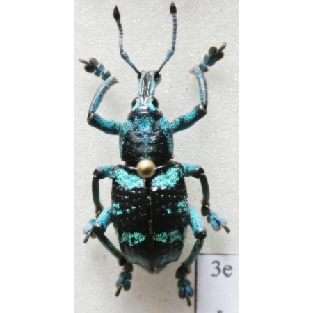 Eupholus linnei Thomson, J., 1857 Indonesia, Kei Is3e